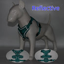 Arnês e Trela para Cão Pequeno — Bulldog Francês, Pug e Pitbull